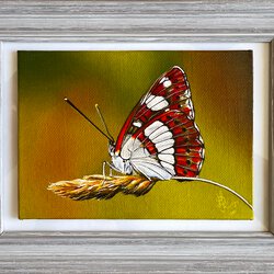 Endlich ein Schmetterling! II
